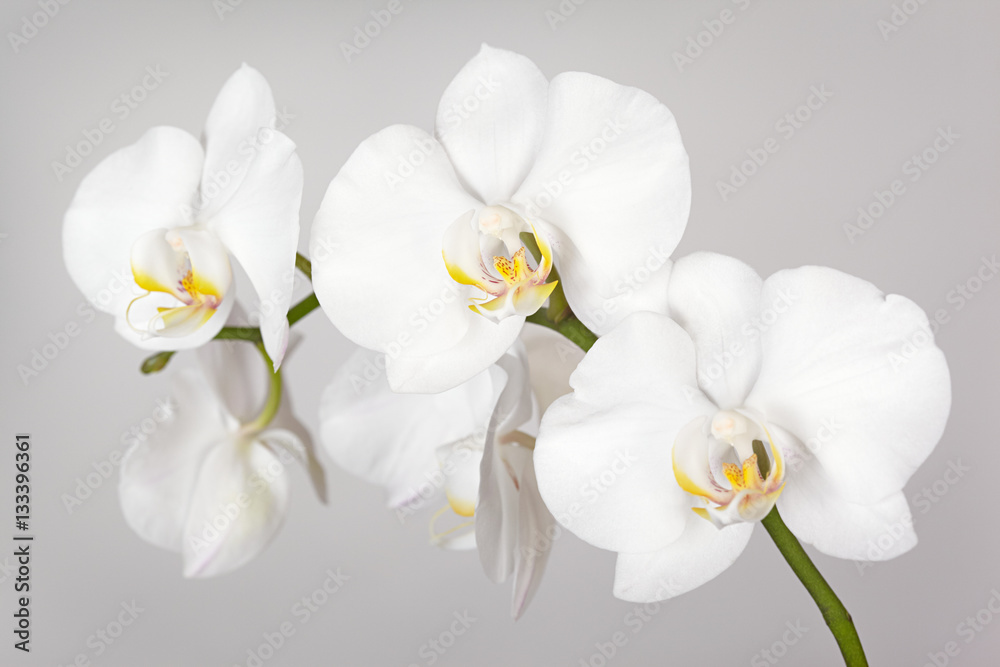Fototapeta premium Gałąź białej orchidei