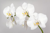 The branch of white orchid