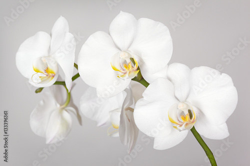 Fototapeta Naklejka Na Ścianę i Meble -  The branch of white orchid