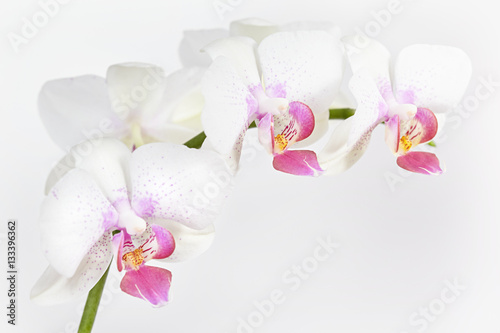 The branch of orchid on a grey background