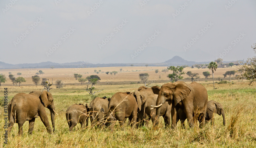 Obraz premium elephant herd