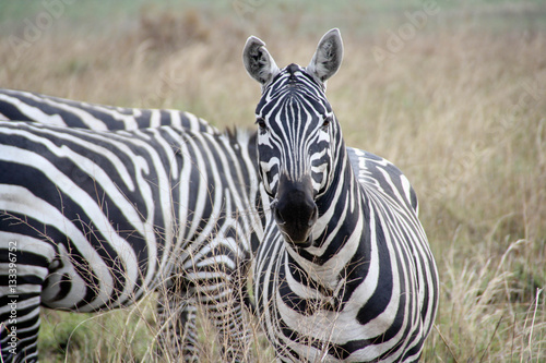 Zebra close up