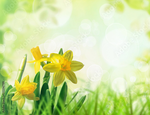 Daffodils in spring grass