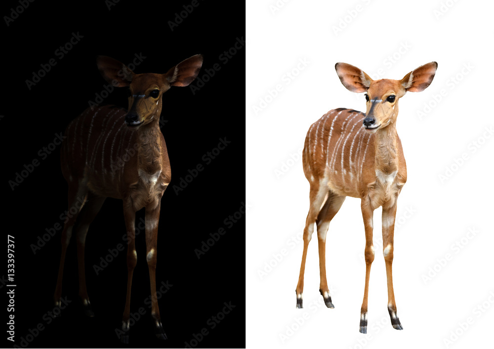 Fototapeta premium nyala in the dark and white background