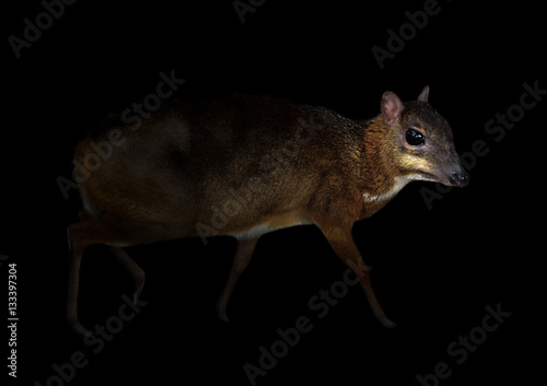 lesser mouse deer in the dark photo