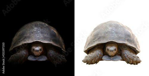 turtle in the dark and white background