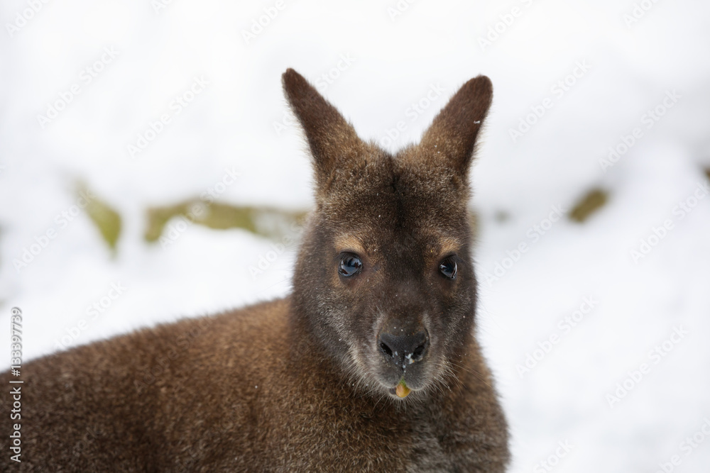 Fototapeta premium Red-necked Wallaby in snowy winter