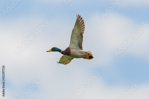 portrait of male mallard duck (Anas platyrhynchos) in flight