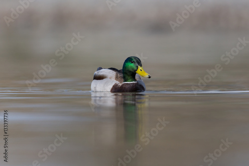 portrait of male mallard duck (Anas platyrhynchos) swimming in water