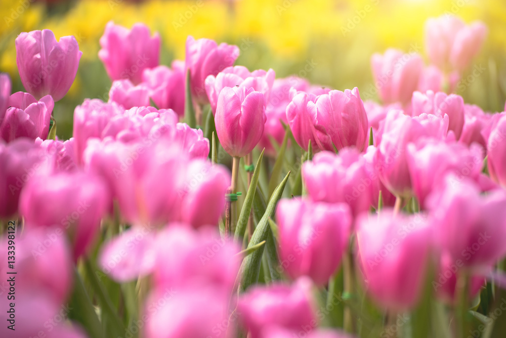 Beautiful bouquet of pink tulips in spring season with flare of Beautiful bouquet of pink tulips in spring season with flare of