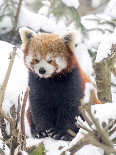 Fototapeta Naklejka Na Ścianę i Meble -  Red panda, Ailurus fulgens, reveling in the snow