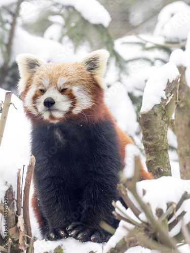 Fototapeta Naklejka Na Ścianę i Meble -  Red panda, Ailurus fulgens, reveling in the snow