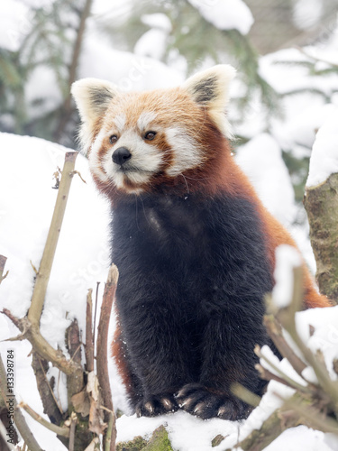 Fototapeta Naklejka Na Ścianę i Meble -  Red panda, Ailurus fulgens, reveling in the snow