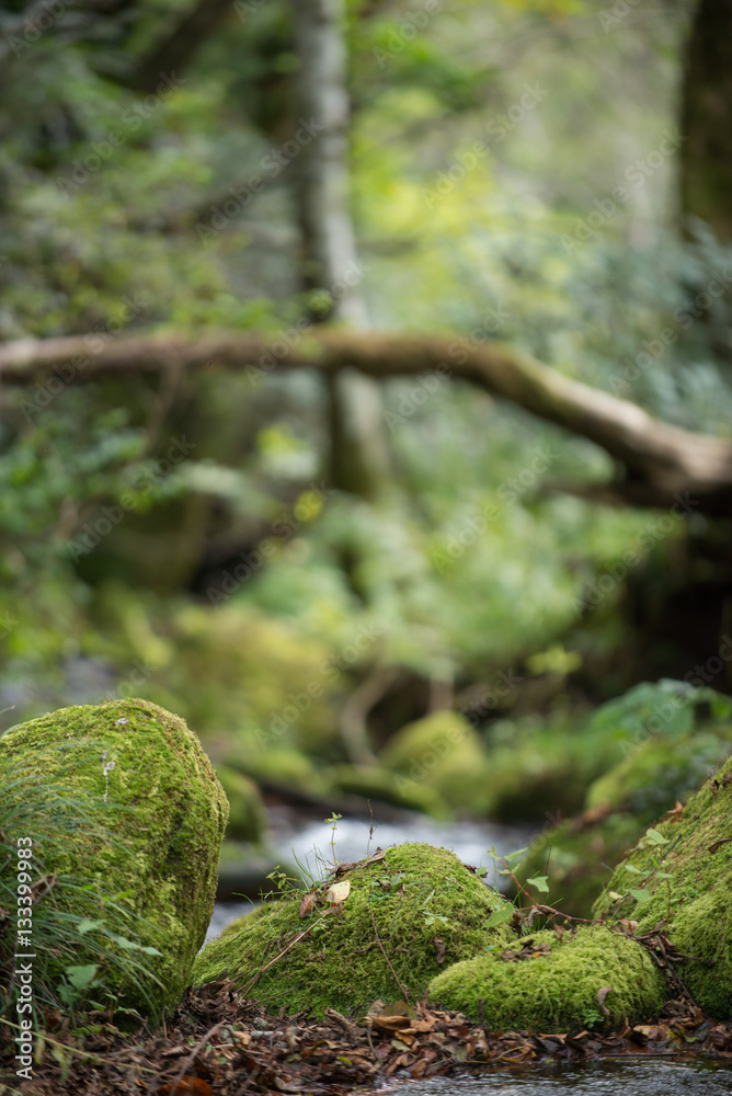 Obraz premium 渓流