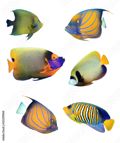 Fish isolated on white background. Angelfish collection. Koran, Ringed, blue-cheeked, Emperor and Regal Angelfish