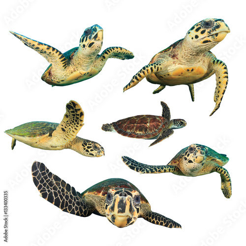 Sea Turtles. Hawksbill Turtles. Green Turtle in middles. Turtles isolated white background