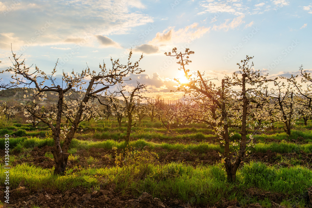 sunny morning landscape