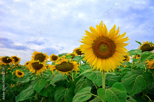 The sunflower graden.