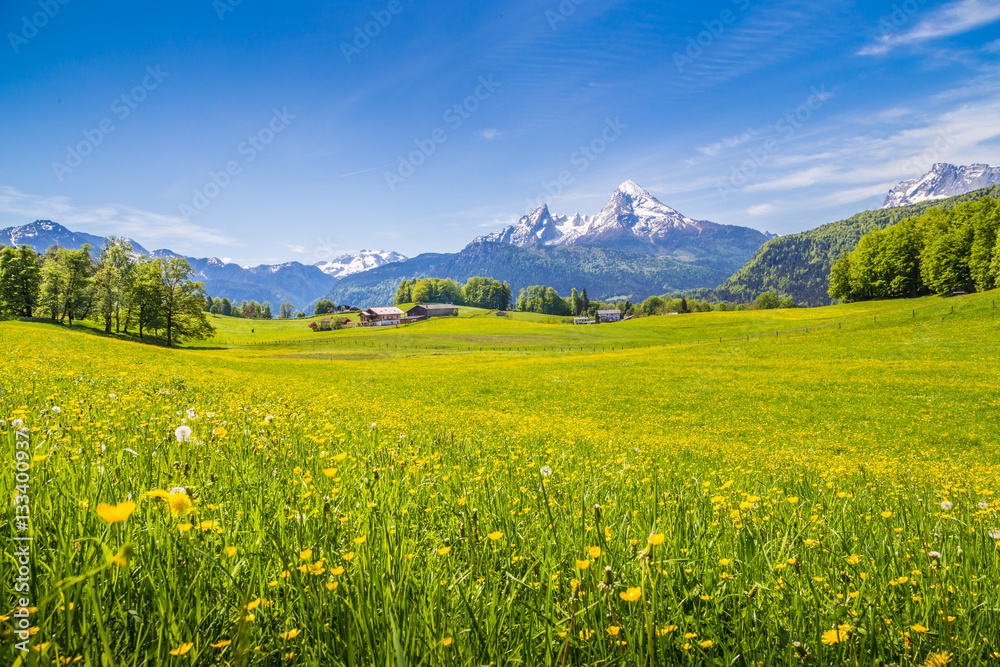 Idyllic landscape in the Alps with blooming meadows in summer
