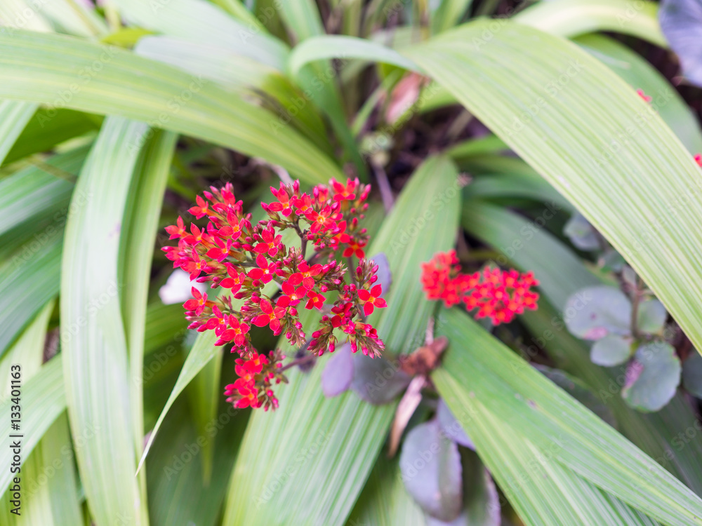 Fototapeta premium Red flower ,Little flower , Red little flower