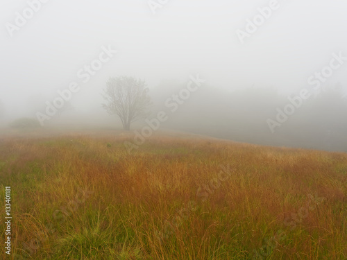 Single tree on hill in fog in autumn
