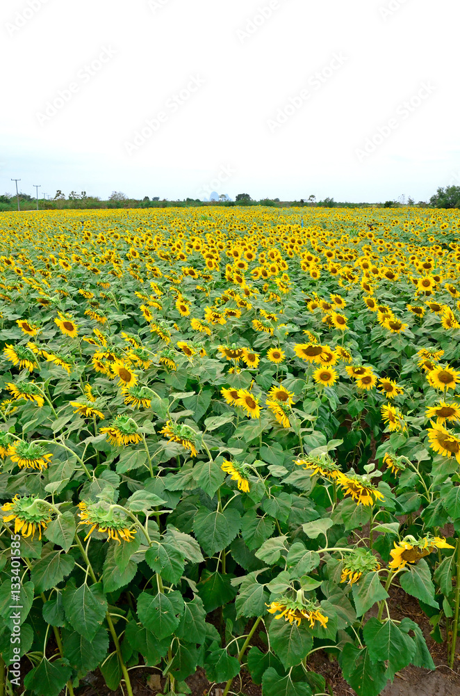 Obraz premium The sunflower graden.