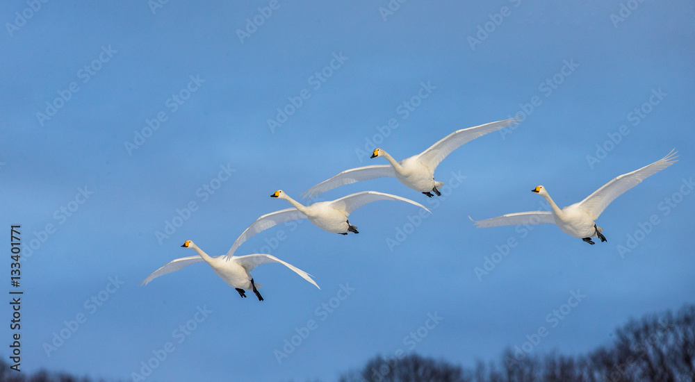 Group of swans in flight a blue sky background. Japan. Hokkaido. Tsurui. An excellent illustration. Group of swans in flight a blue sky background. Japan. Hokkaido. Tsurui. An excellent illustration.
