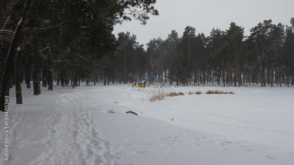 winter walk through the beautiful birch grove winter walk through the beautiful birch grove