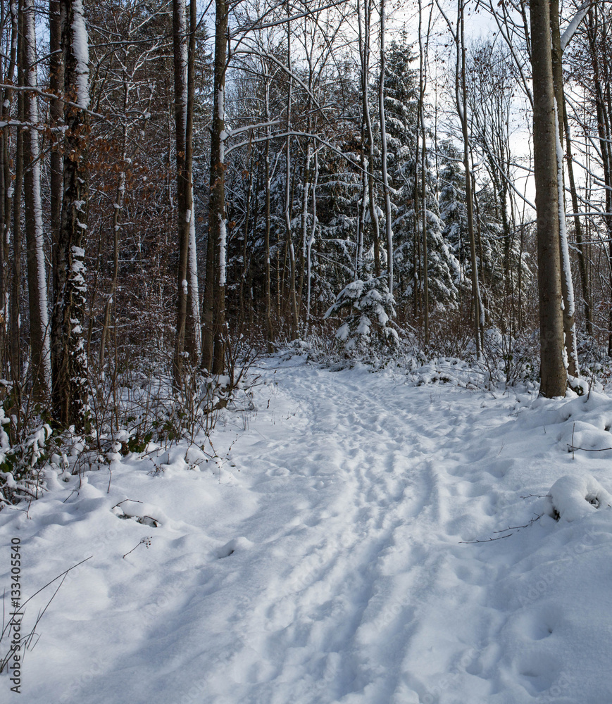 Wald im tiefen Winter mit Schnee