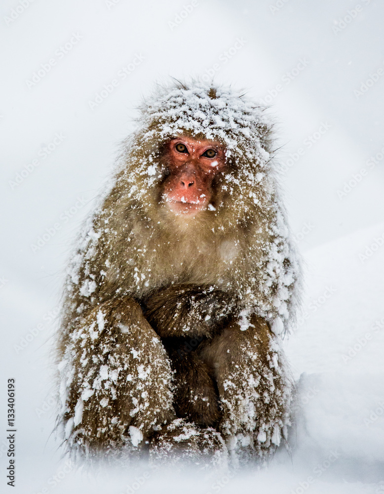 Obraz premium Japanese macaque sitting in the snow. Japan. Nagano. Jigokudani Monkey Park. An excellent illustration.