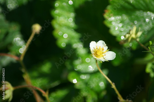 Blooming strawberry.