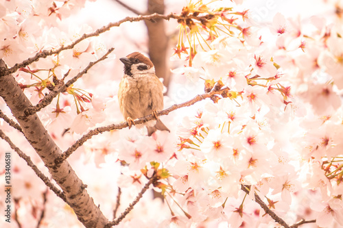 桜とスズメ photo