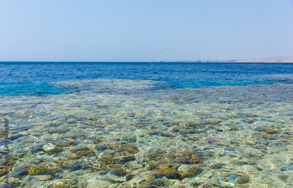 Crystal clear sea with corals and reefs Crystal clear sea with corals and reefs