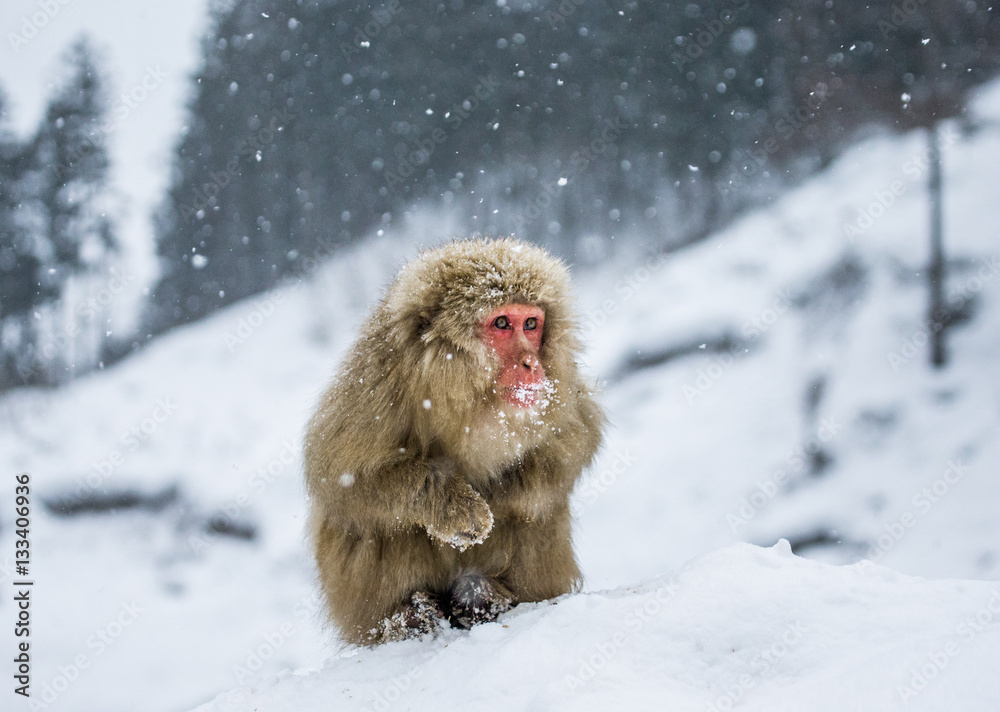 Japanese macaque sitting in the snow. Japan. Nagano. Jigokudani Monkey Park. An excellent illustration. Japanese macaque sitting in the snow. Japan. Nagano. Jigokudani Monkey Park. An excellent illustration.