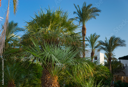 Various palm trees in the garden at the hotel