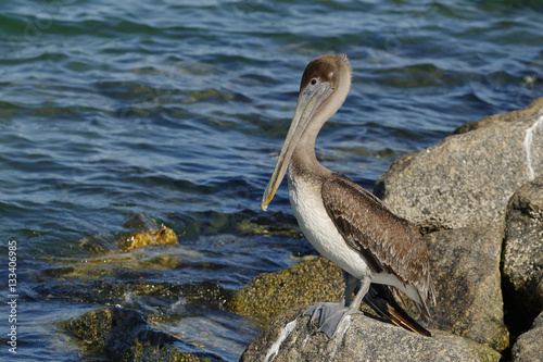 Immature Brown Pelican perched on a rock - Florida