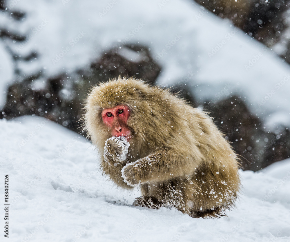 Naklejka premium Japanese macaque sitting in the snow. Japan. Nagano. Jigokudani Monkey Park. An excellent illustration.