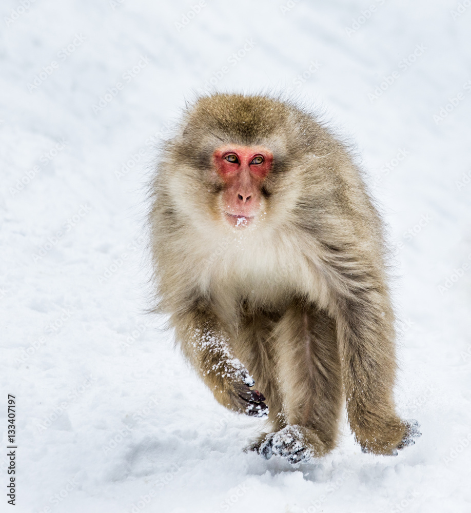 Japanese macaques running in the snow. Japan. Nagano. Jigokudani Monkey Park. An excellent illustration. Japanese macaques running in the snow. Japan. Nagano. Jigokudani Monkey Park. An excellent illustration.