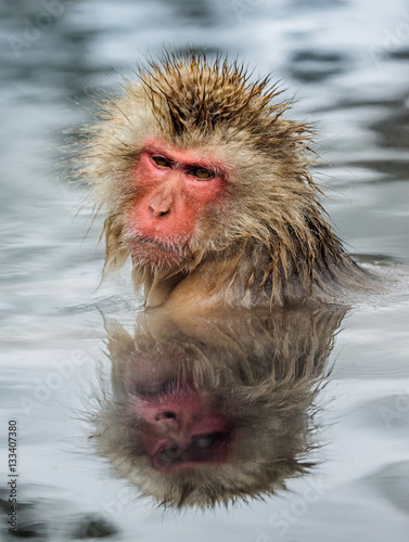 Japanese macaque sitting in water in a hot spring. Japan. Nagano. Jigokudani Monkey Park. An excellent illustration.