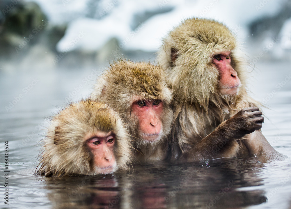 Fototapeta premium Group of Japanese macaques sitting in water in a hot spring. Japan. Nagano. Jigokudani Monkey Park. An excellent illustration.