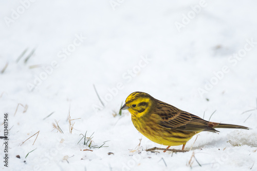 Le bruant jaune photo