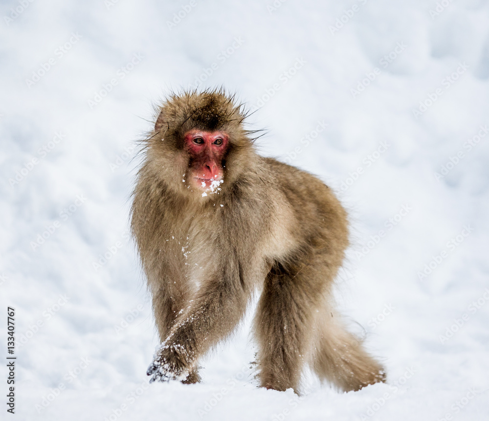 Naklejka premium Japanese Macaque standing in the snow. Japan. Nagano. Jigokudani Monkey Park. An excellent illustration.