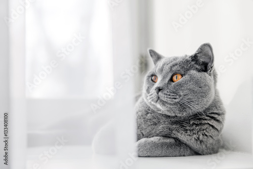 Fototapeta Naklejka Na Ścianę i Meble -  Noble proud cat lying on window sill. The British Shorthair