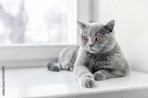 Fototapeta Naklejka Na Ścianę i Meble -  Noble proud cat lying on window sill. The British Shorthair