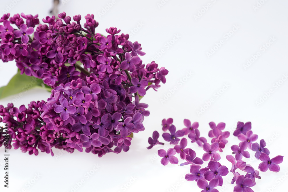 Bouquet of purple lilac on white background