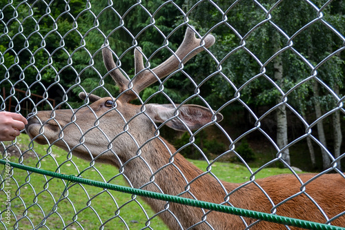 Deer in a zoo behind bars in captivity. Man feeding the animal through the grid.