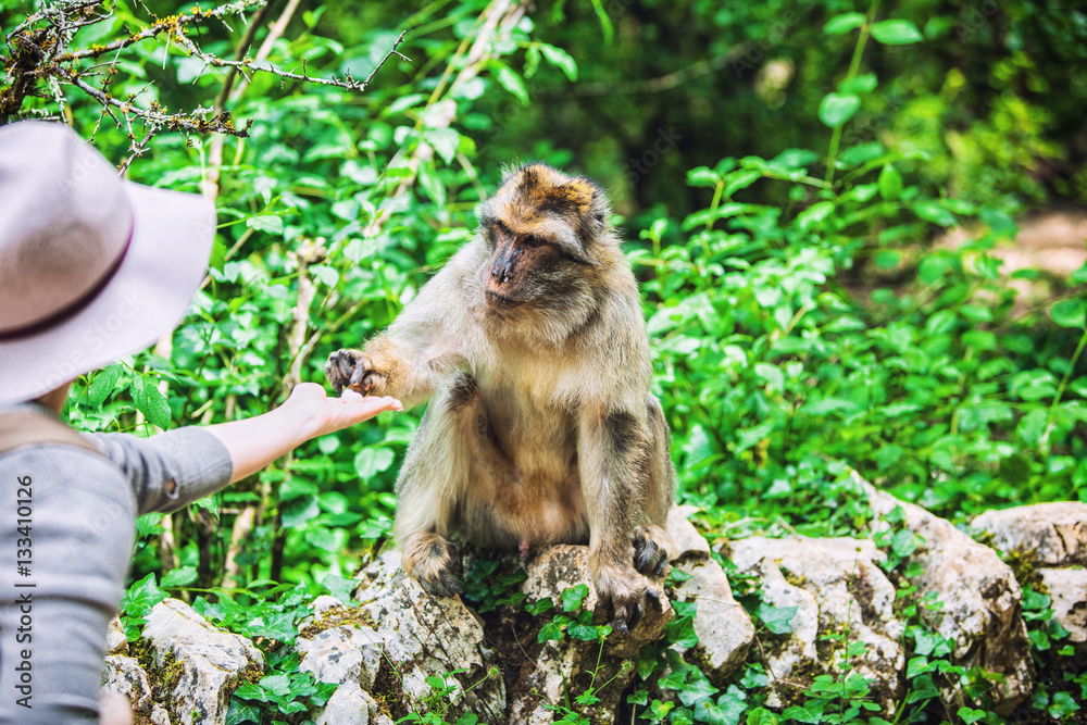 Obraz premium Jeune femme nourrit un macaque de Barbarie , forêt des singes, Rocamadour,Lot, France