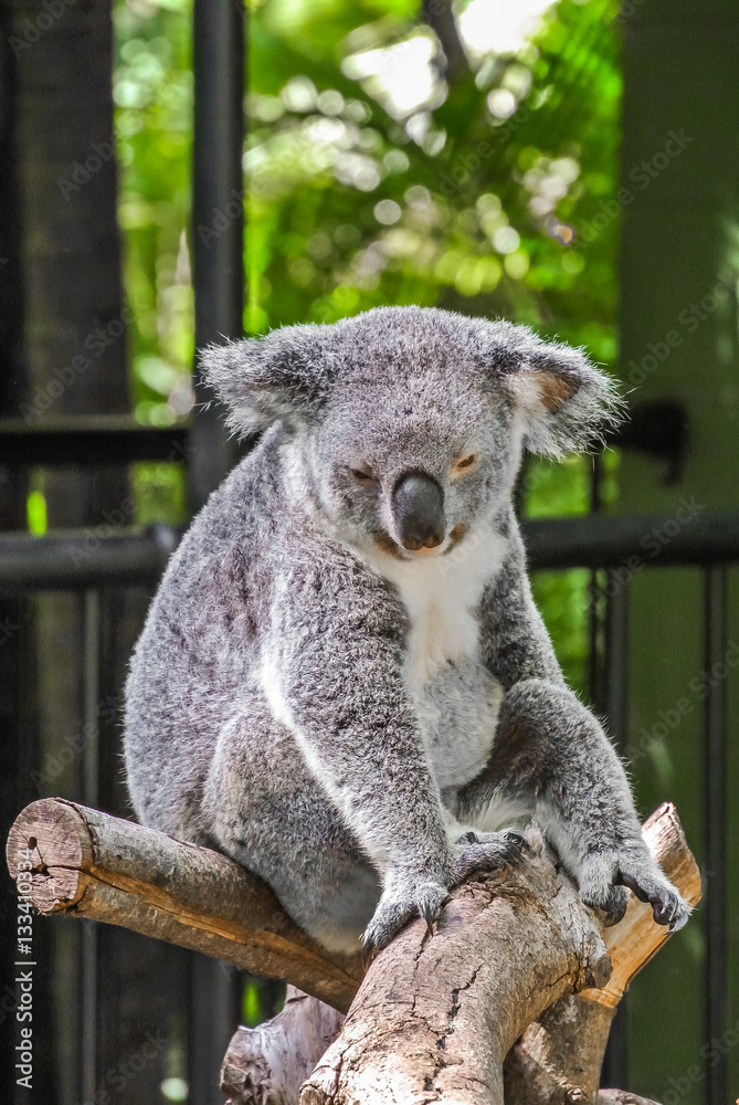 Obraz premium Cute gray koala (Phascolarctos cinereus) sitting on a tree branch