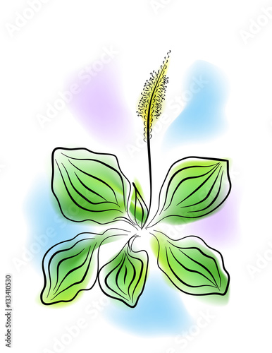 the plantain plant