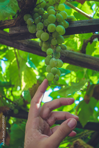 Bunch of grapes with a hand touching it